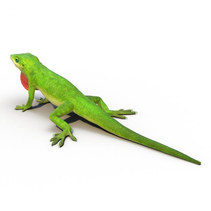 3D Carolina Anole Lizard Rigged model