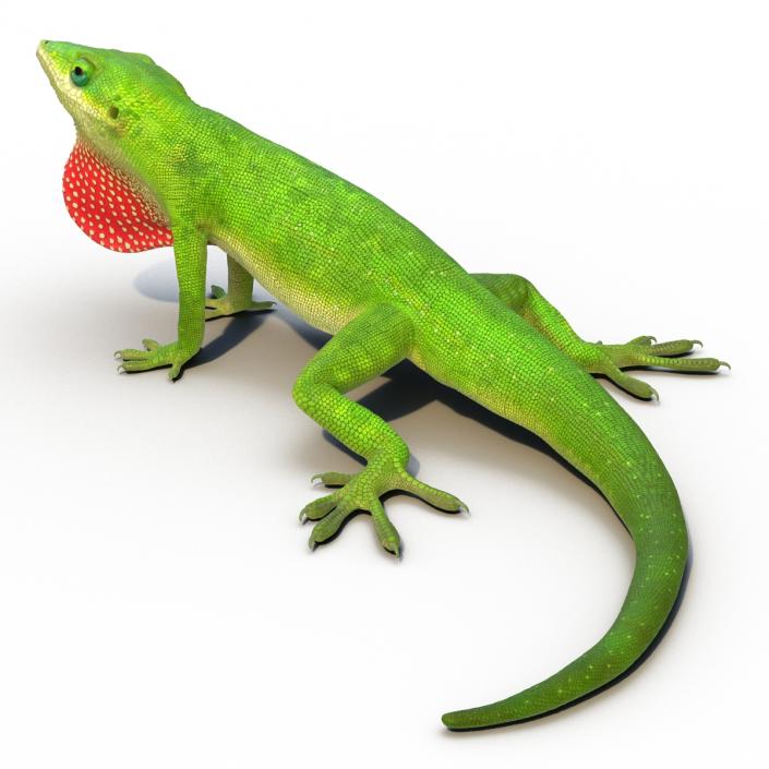 3D Carolina Anole Lizard Rigged model