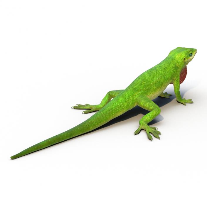 3D Carolina Anole Lizard Rigged model