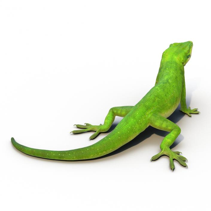 3D Carolina Anole Lizard Rigged model