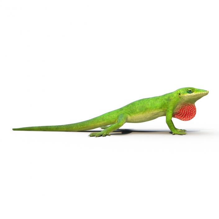 3D Carolina Anole Lizard Rigged model