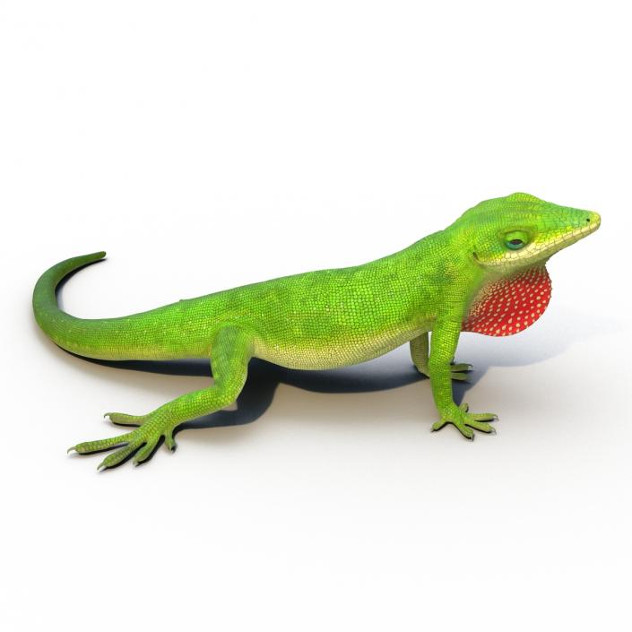 3D Carolina Anole Lizard Rigged model