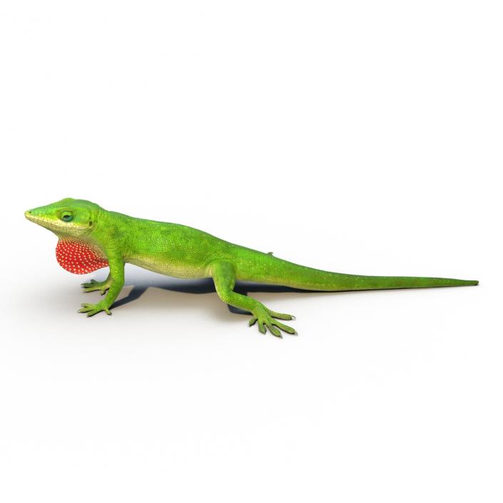 3D Carolina Anole Lizard Rigged model