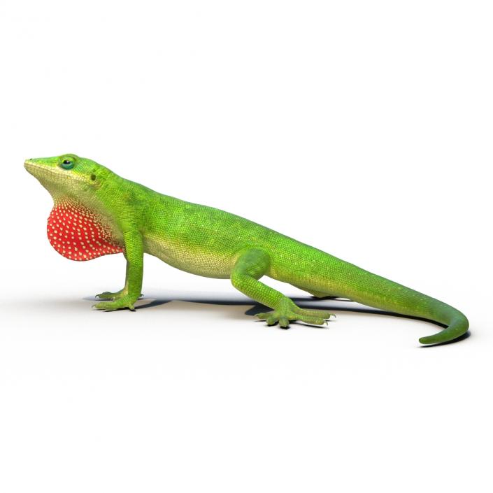 3D Carolina Anole Lizard Rigged model