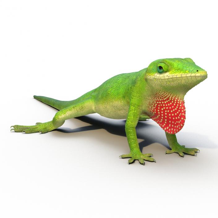 3D Carolina Anole Lizard Rigged model