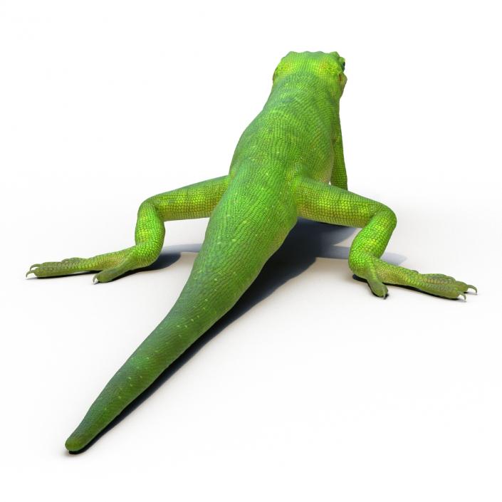 3D Carolina Anole Lizard Rigged model