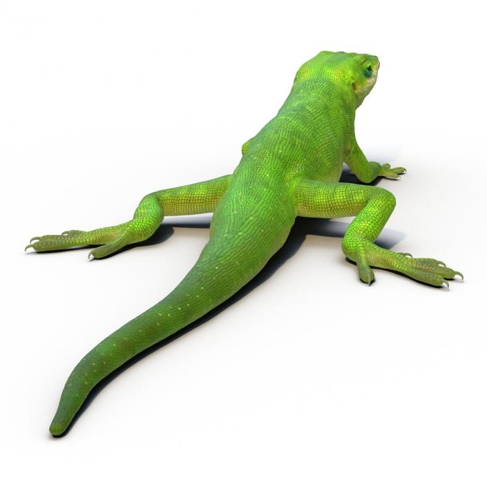 3D Carolina Anole Lizard Rigged model