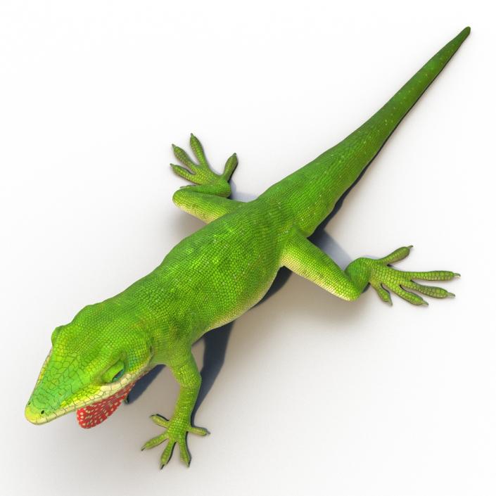 3D Carolina Anole Lizard Rigged model