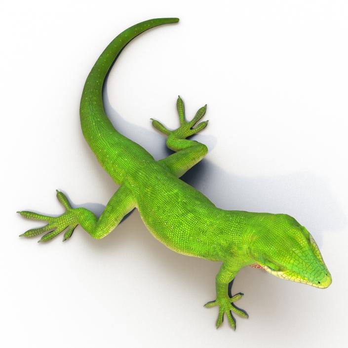 3D Carolina Anole Lizard Rigged model