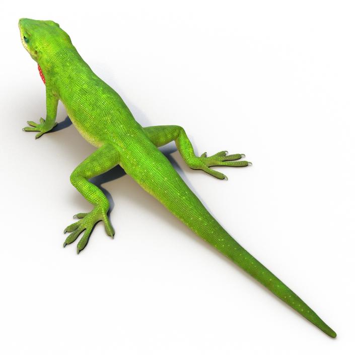 3D Carolina Anole Lizard Rigged model