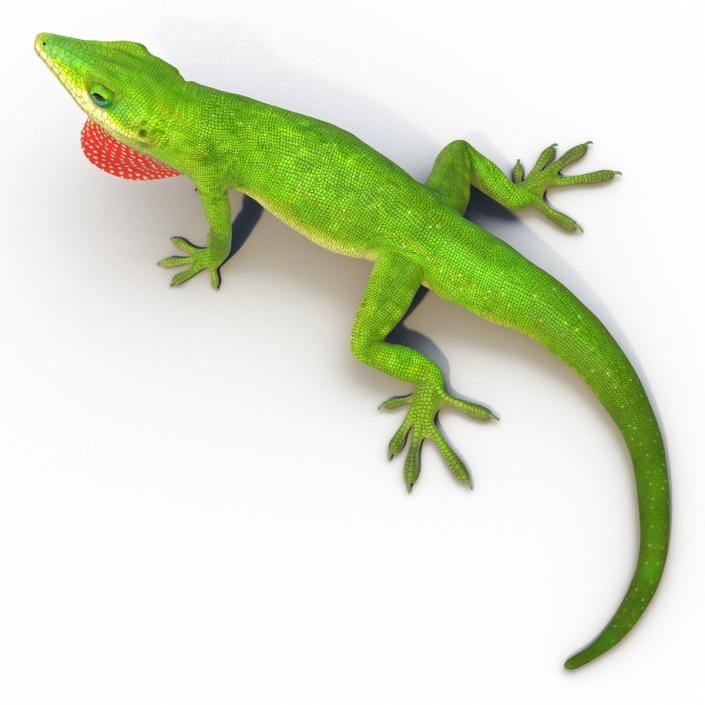 3D Carolina Anole Lizard Rigged model