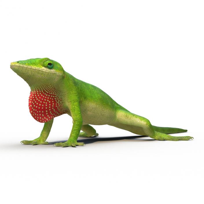 3D Carolina Anole Lizard Rigged model