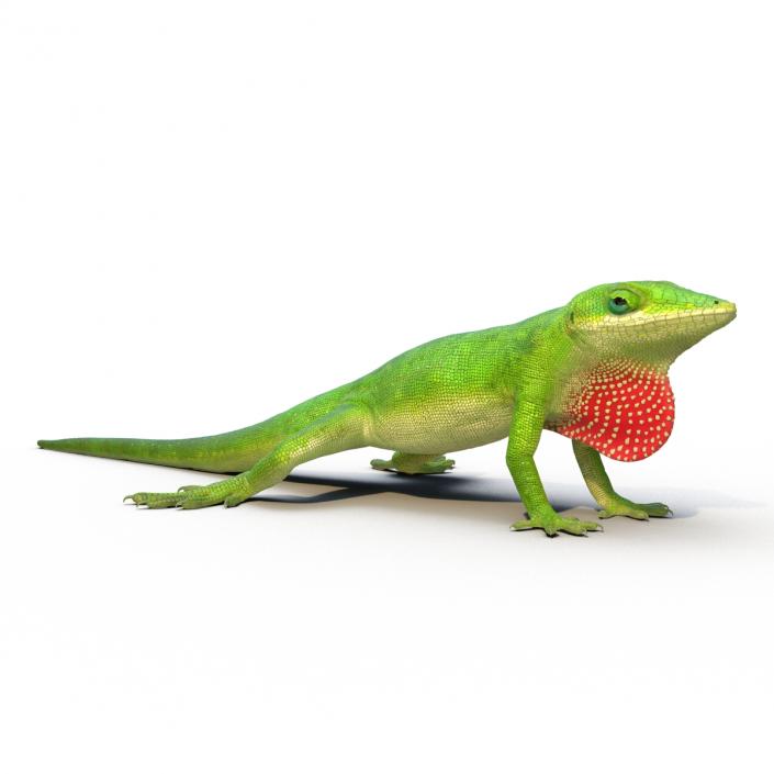 3D Carolina Anole Lizard Rigged model