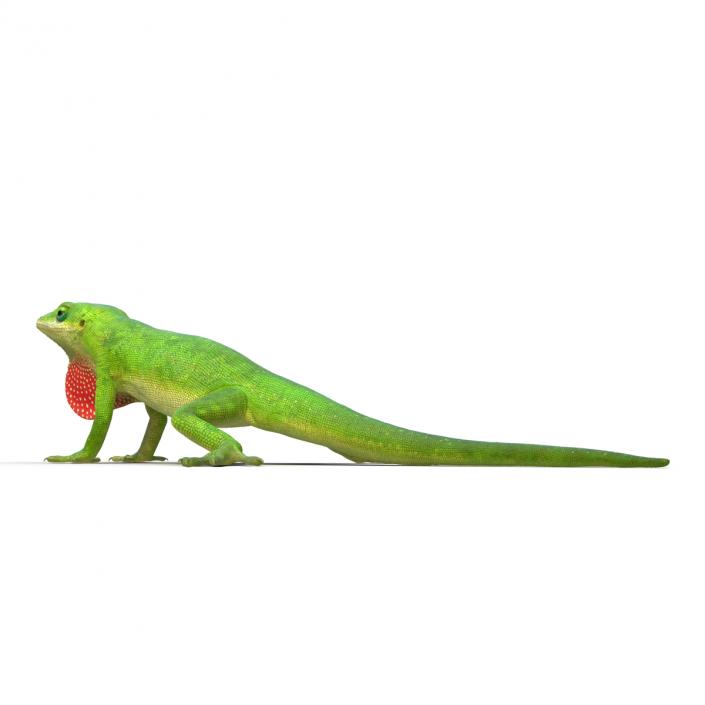 3D Carolina Anole Lizard Rigged model