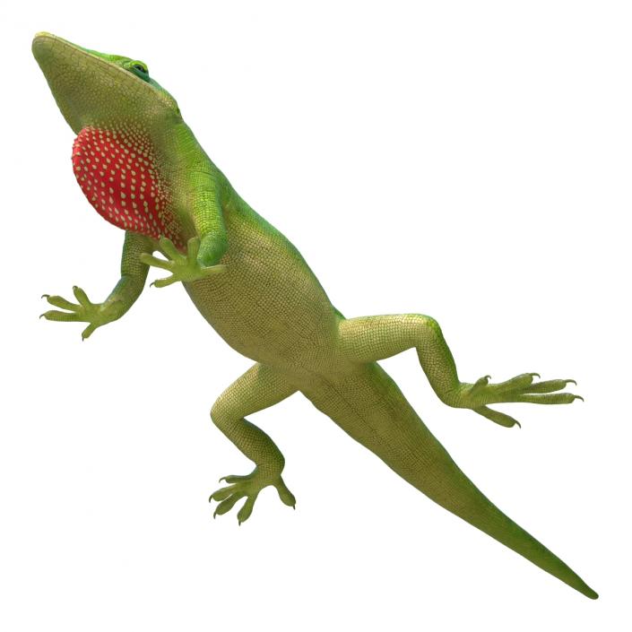 3D Carolina Anole Lizard Rigged model