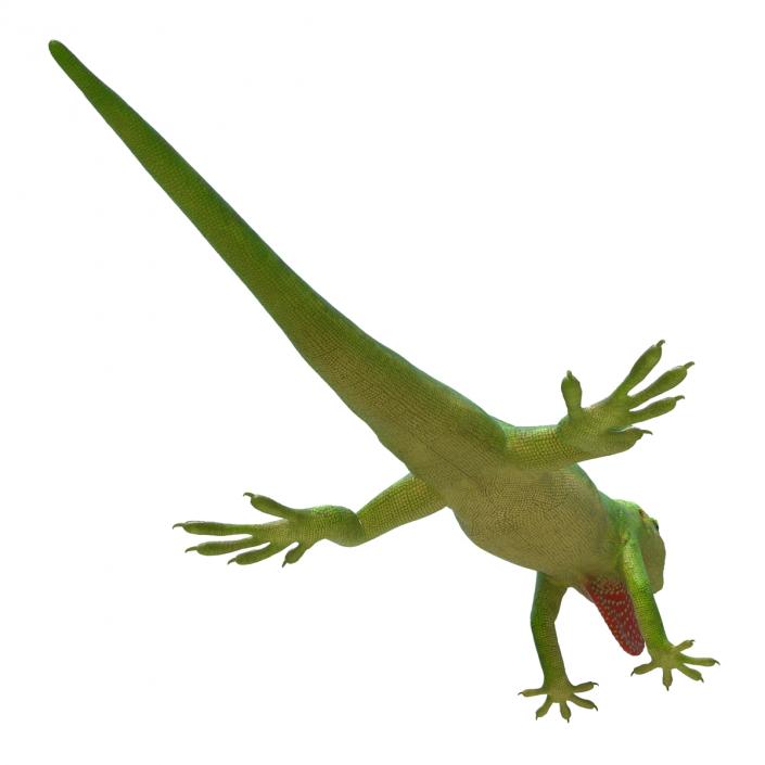 3D Carolina Anole Lizard Rigged model