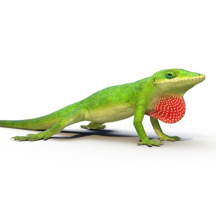 3D Carolina Anole Lizard Rigged model