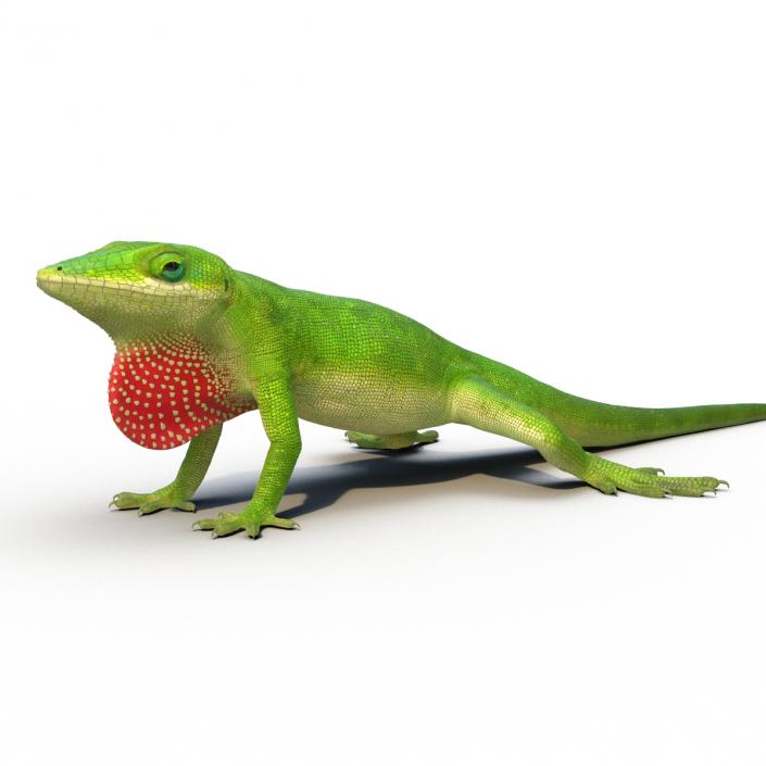 3D Carolina Anole Lizard Rigged model