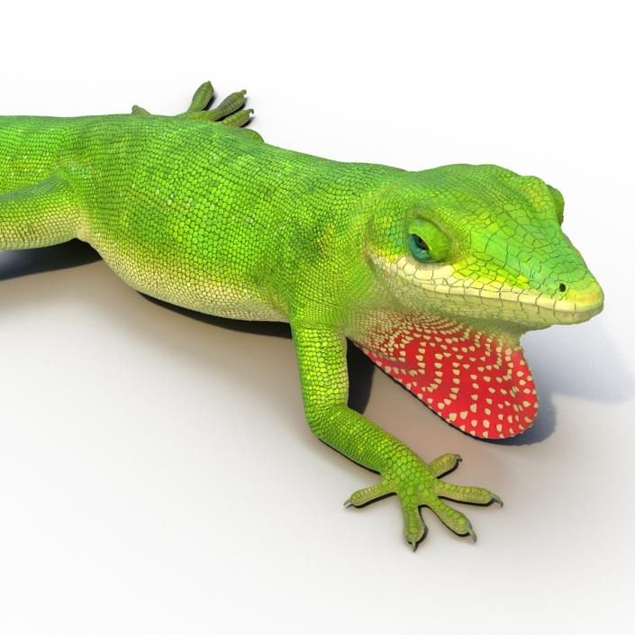 3D Carolina Anole Lizard Rigged model