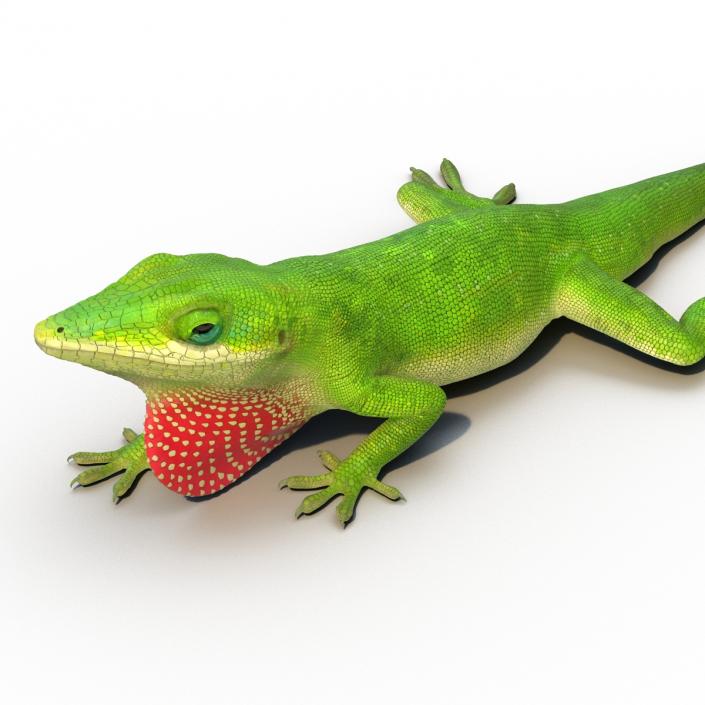 3D Carolina Anole Lizard Rigged model