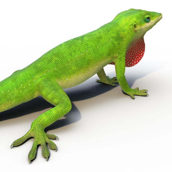 3D Carolina Anole Lizard Rigged model