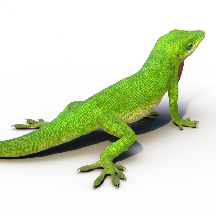 3D Carolina Anole Lizard Rigged model