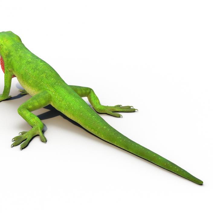 3D Carolina Anole Lizard Rigged model