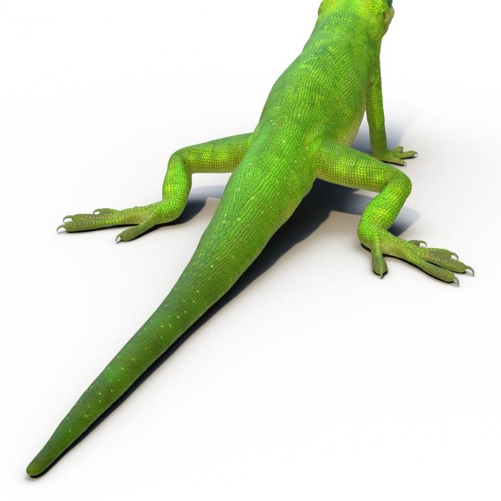 3D Carolina Anole Lizard Rigged model