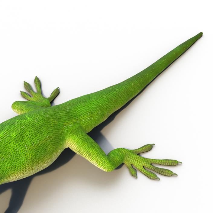 3D Carolina Anole Lizard Rigged model