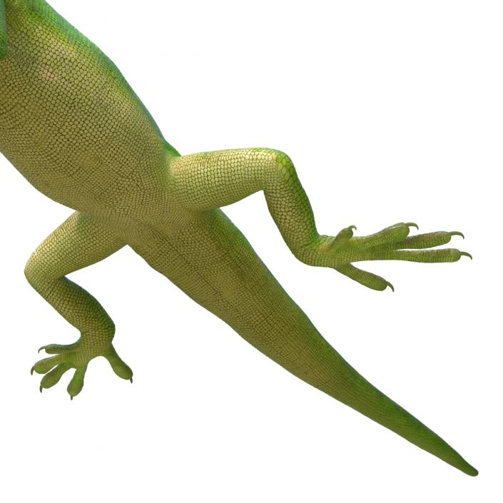 3D Carolina Anole Lizard Rigged model