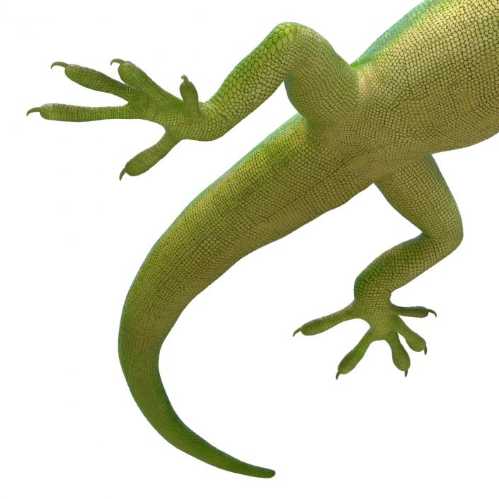 3D Carolina Anole Lizard Rigged model