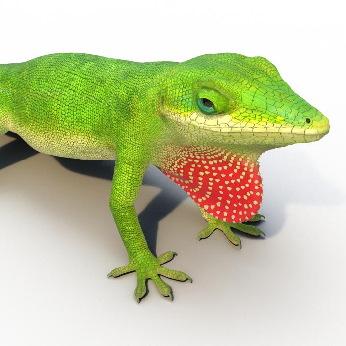 3D Carolina Anole Lizard Rigged model