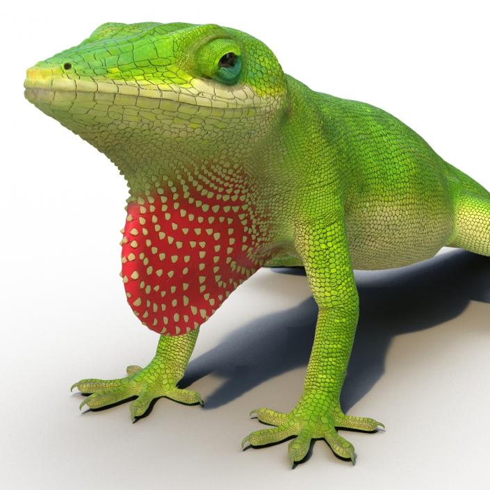 3D Carolina Anole Lizard Rigged model