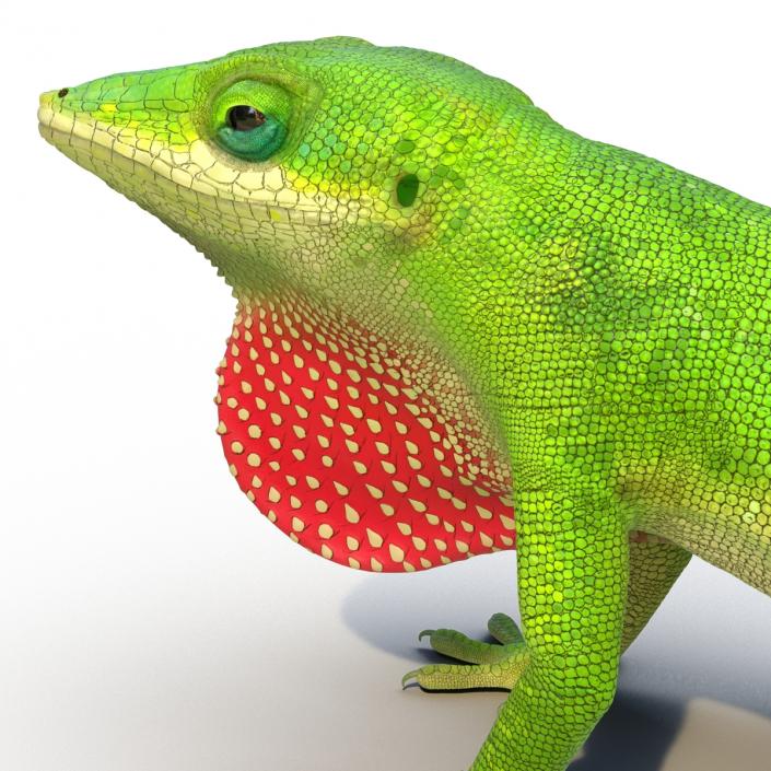 3D Carolina Anole Lizard Rigged model