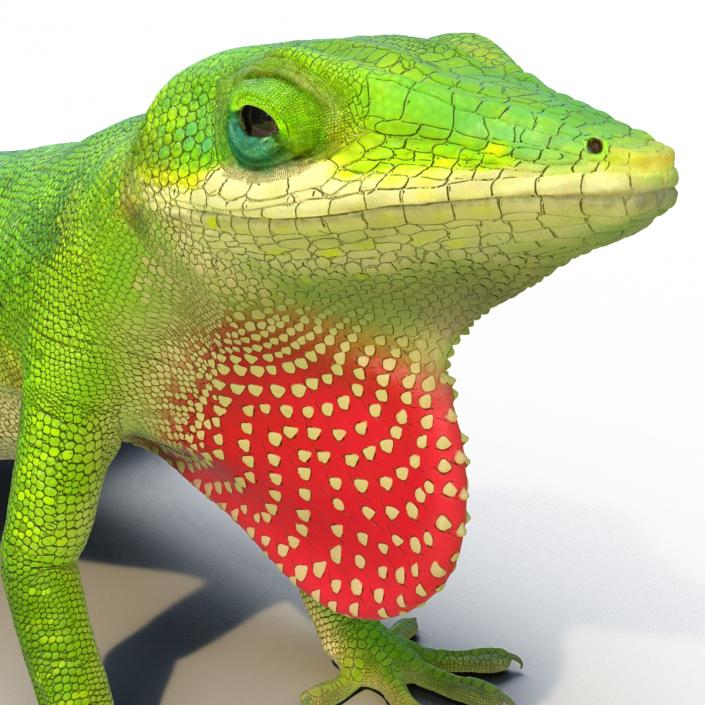 3D Carolina Anole Lizard Rigged model