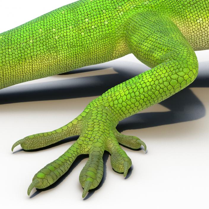 3D Carolina Anole Lizard Rigged model