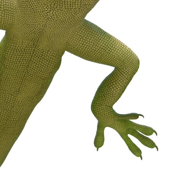 3D Carolina Anole Lizard Rigged model