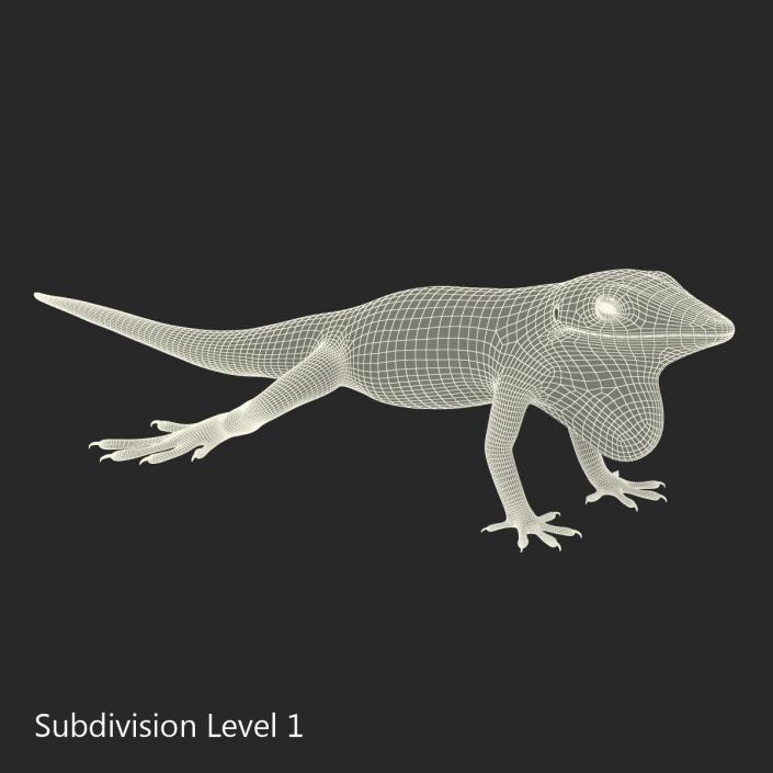 3D Carolina Anole Lizard Rigged model