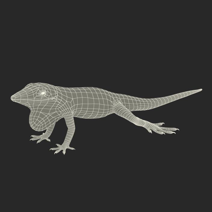 3D Carolina Anole Lizard Rigged model