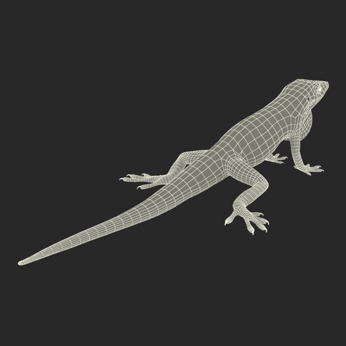 3D Carolina Anole Lizard Rigged model