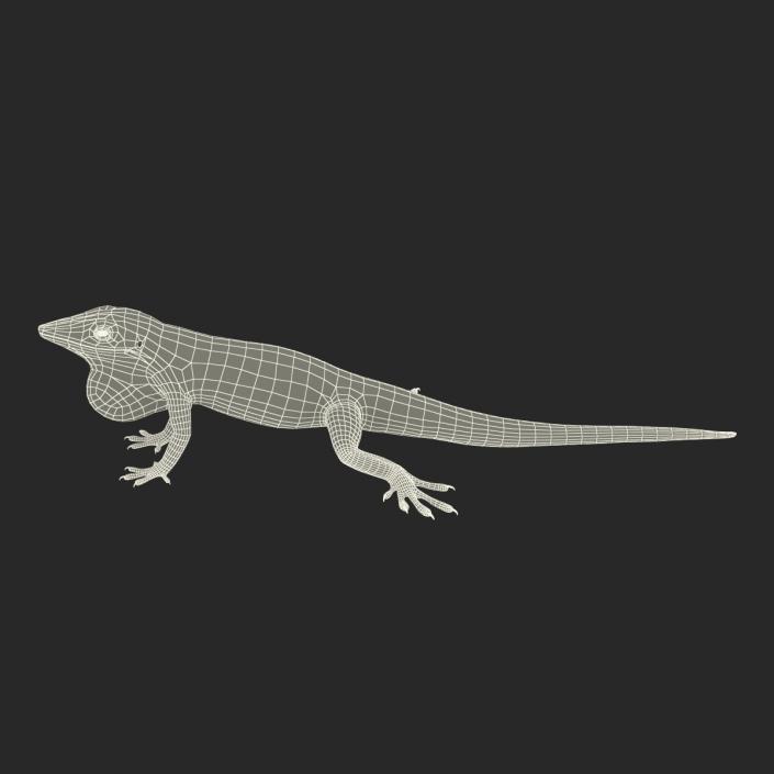 3D Carolina Anole Lizard Rigged model