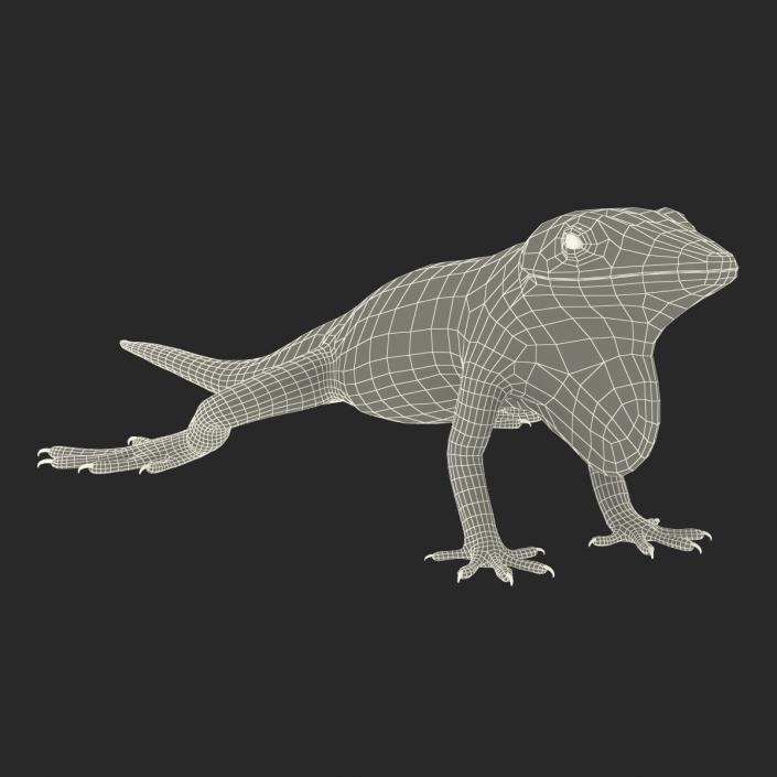 3D Carolina Anole Lizard Rigged model