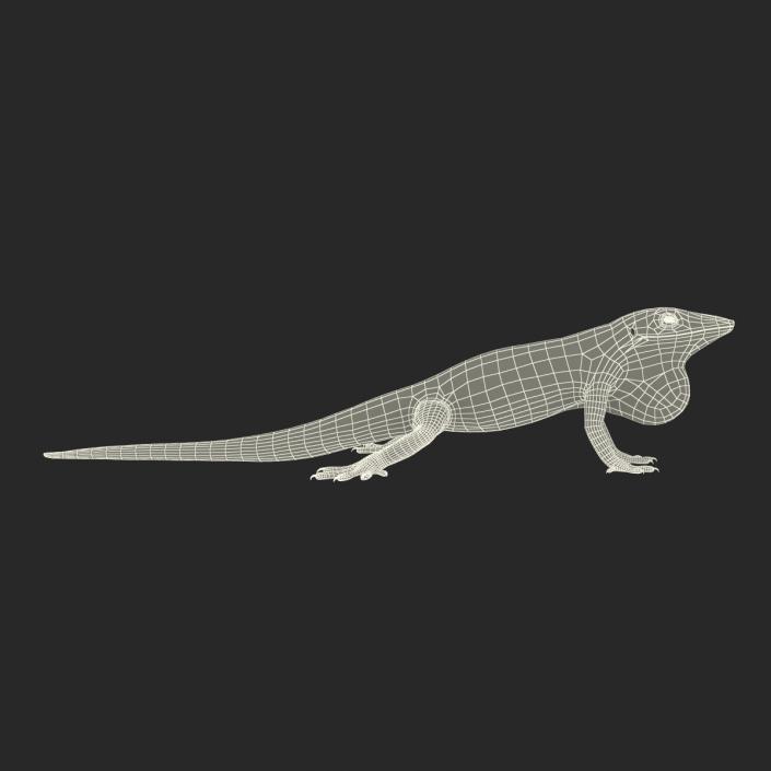 3D Carolina Anole Lizard Rigged model