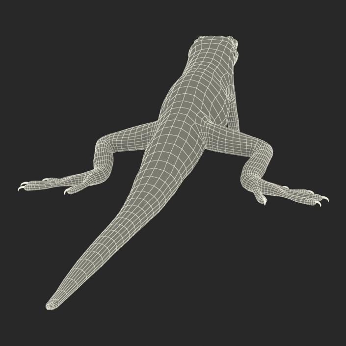 3D Carolina Anole Lizard Rigged model