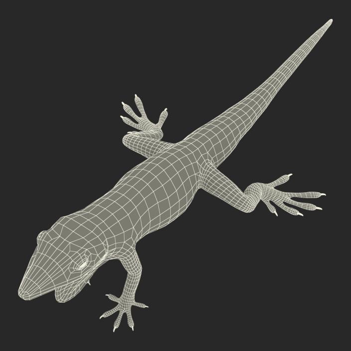 3D Carolina Anole Lizard Rigged model