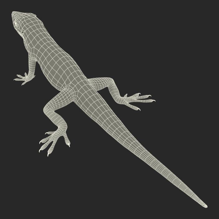 3D Carolina Anole Lizard Rigged model