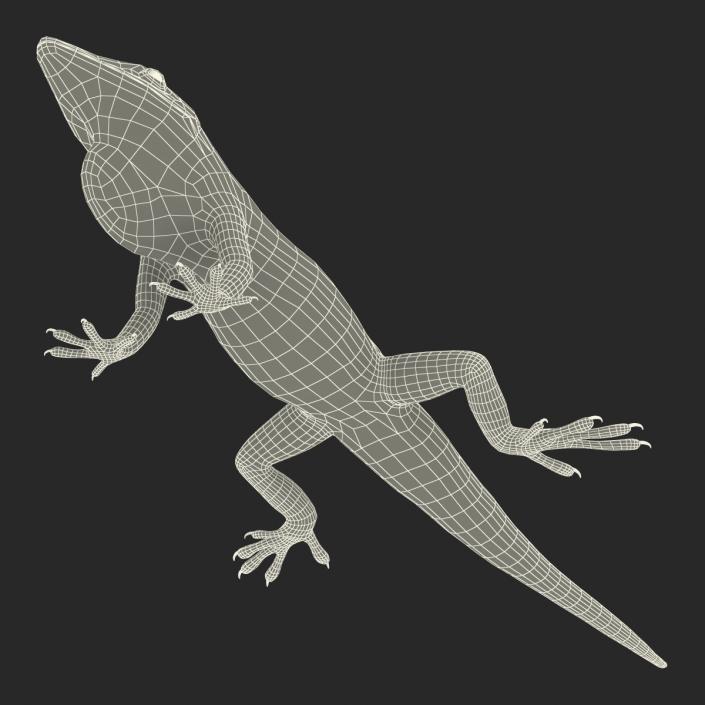 3D Carolina Anole Lizard Rigged model