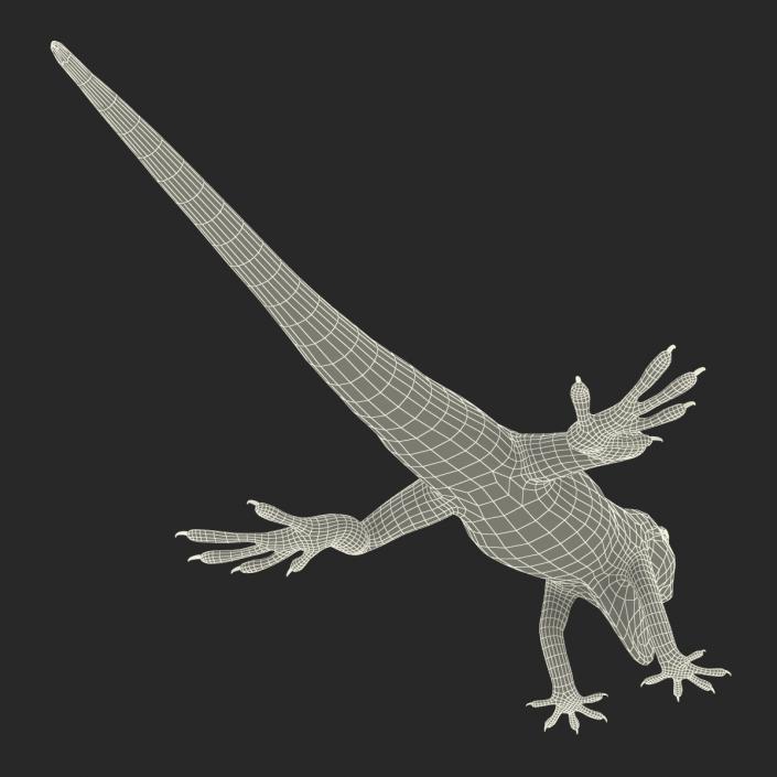 3D Carolina Anole Lizard Rigged model