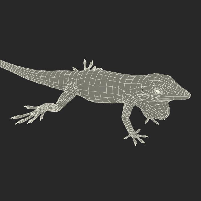 3D Carolina Anole Lizard Rigged model