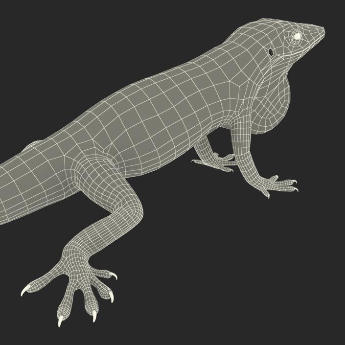 3D Carolina Anole Lizard Rigged model